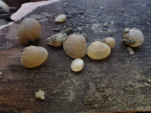 Herrington fingernailclam