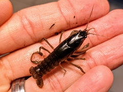 Fallicambarus macneesei