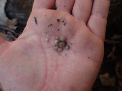 Sphaerium occidentale