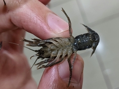Fallicambarus macneesei