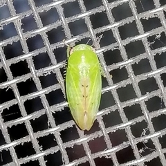 Ponanella