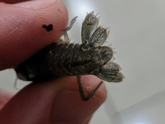 Fallicambarus macneesei