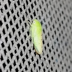 Ponanella