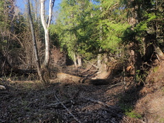 Sphaerium occidentale