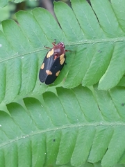 Sphenorhina limbata