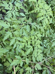 Osmorhiza brachypoda