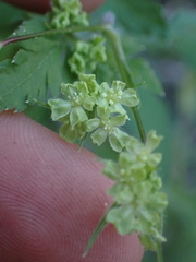 Osmorhiza brachypoda