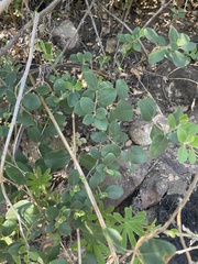 Lonicera subspicata denudata