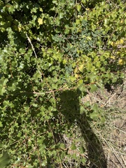 Lonicera subspicata denudata