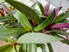 Tradescantia spathacea