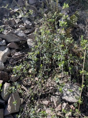 Lonicera subspicata denudata