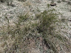 Lonicera subspicata denudata