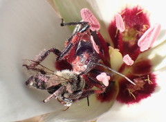 Apiomerus californicus