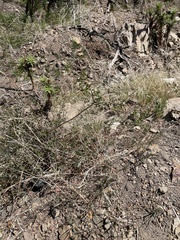 Lonicera subspicata denudata