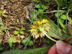 Taraxacum mongolicum