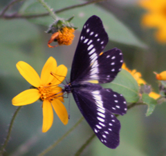 Catasticta flisa flisa