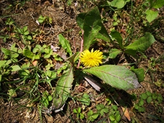 Taraxacum mongolicum