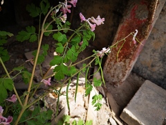 Corydalis edulis