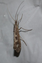 Glyphopsyche irrorata