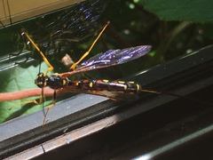 Megarhyssa nortoni