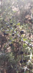 Condalia globosa globosa