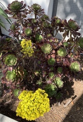 Aeonium