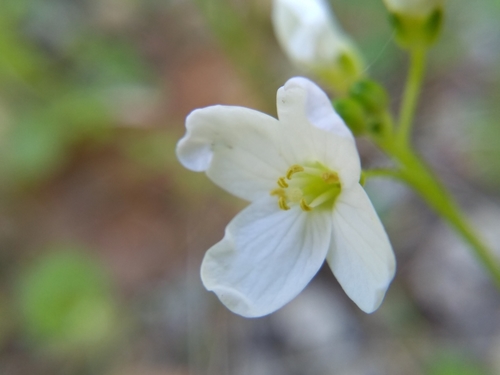 iNaturalist observation photo of milkmaids