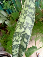 Sansevieria