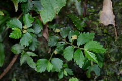 Elatostema microcephalanthum