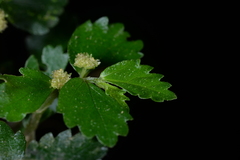 Elatostema microcephalanthum