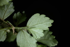 Elatostema microcephalanthum