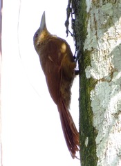 Dendrexetastes rufigula