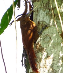 Dendrexetastes rufigula