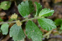 Elatostema microcephalanthum