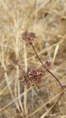 Chorizanthe douglasii
