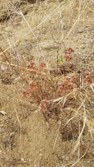 Chorizanthe douglasii