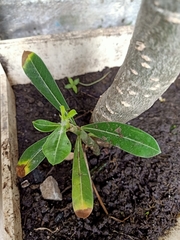 Adenium obesum