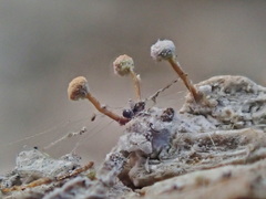 Sclerophora amabilis