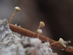 Sclerophora amabilis