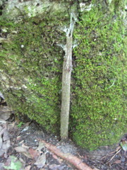 Atypidae
