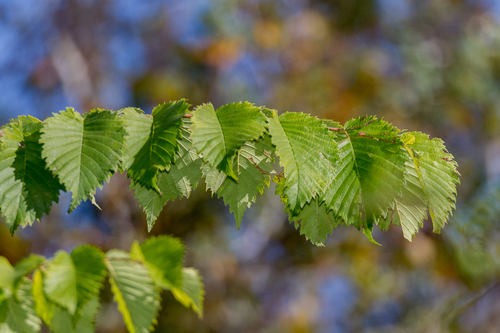 American elm