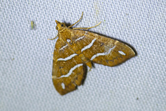 Chaetolopha niphosticha