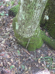 Atypidae