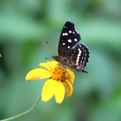 Catasticta flisa flisa