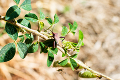 Athaumastus haematicus