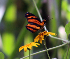 Eresia phillyra phillyra