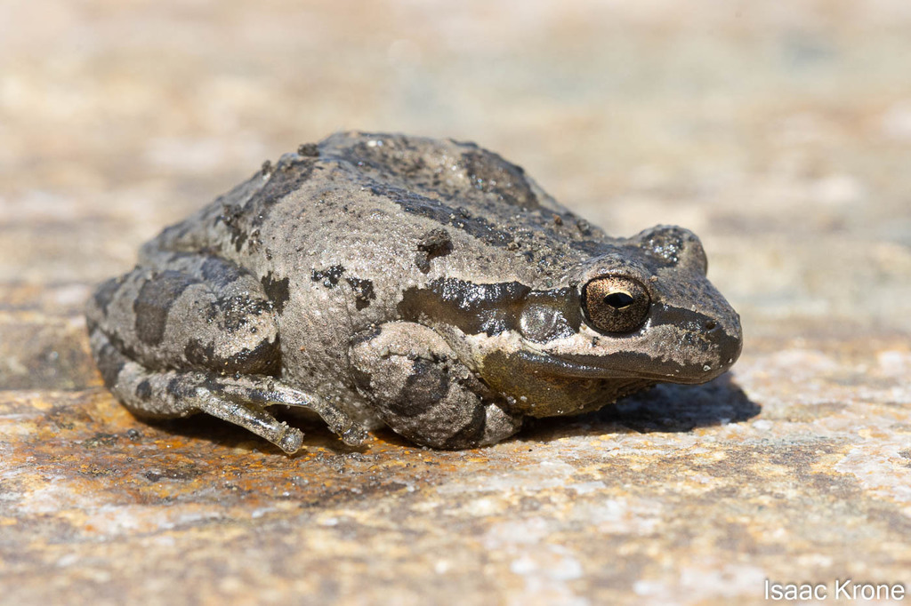 Sierran Tree Frog from Berkeley Marina, Berkeley, CA, USA on April 15 ...