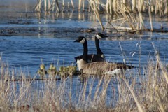 Branta canadensis moffitti