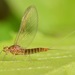 Acentrella turbida - Photo (c) skitterbug, μερικά δικαιώματα διατηρούνται (CC BY), uploaded by skitterbug