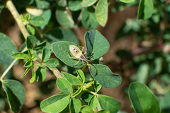 Athaumastus haematicus